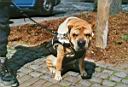19 - Kerpen Shar-Pei II - sml web.jpg